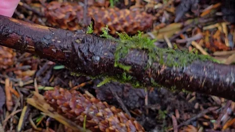 Close up of moss covered stick rotated by a mature hand Video stock 344980910