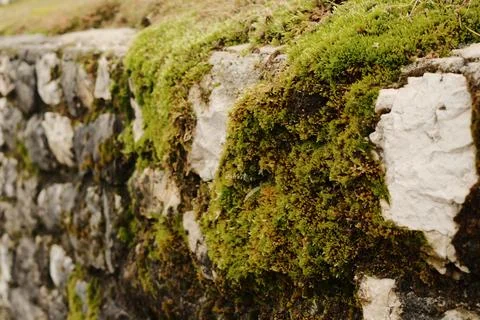 Close up of moss covered stone wall from Travnik Fortress in Bosnia and Herze Fotos de archivo