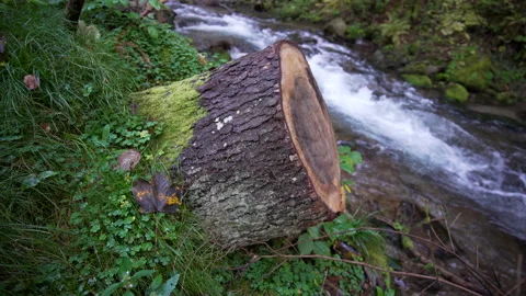 Close up of moss covered stump next to a wild river Stock Footage 158970721