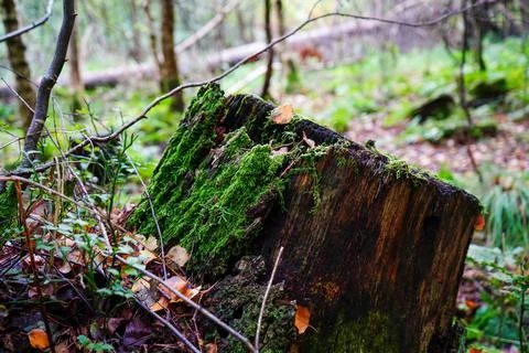 Close up of a moss covered stump Stockfoto's