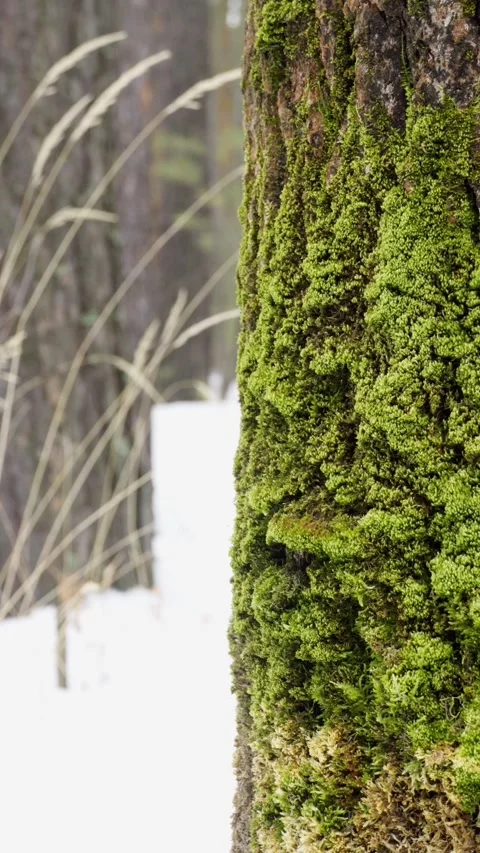 Close-up of a moss-covered tree against the background of a snow-covered forest. Stock Footage 317943867