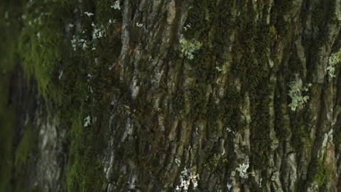 Close-Up of Moss-Covered Tree Bark Stock-Footage 286711506