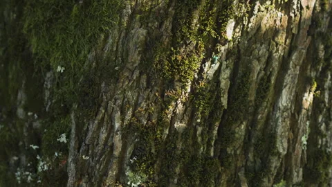 Close-Up of Moss-Covered Tree Bark Stock Footage 286717319