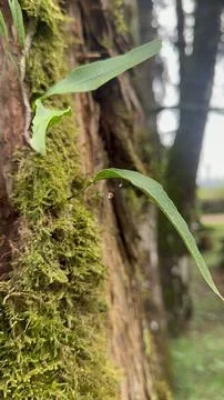 Close-up of moss covered tree bark Stock Photos