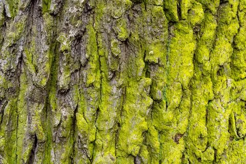 Close-up of moss-covered tree bark texture Stock Photos