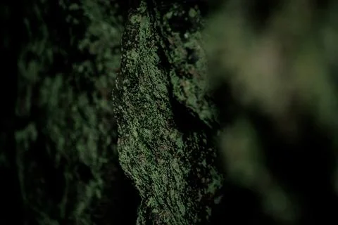 Close-up of a moss-covered tree bark in a forest setting. The texture is rich Stock Photos
