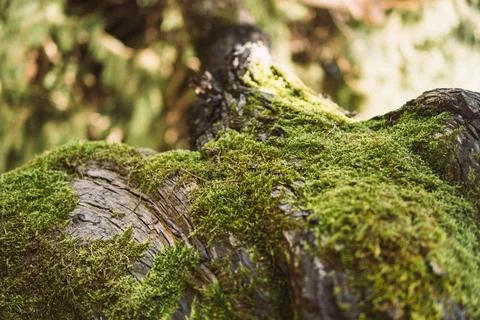 Close up of moss covered tree bark in forest environment Fotos de archivo