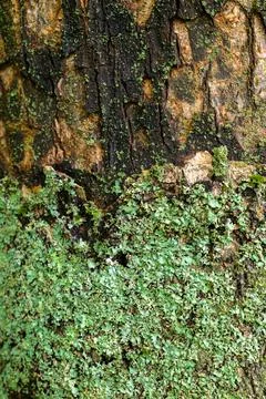 Close-up of moss-covered tree bark Stock Photos
