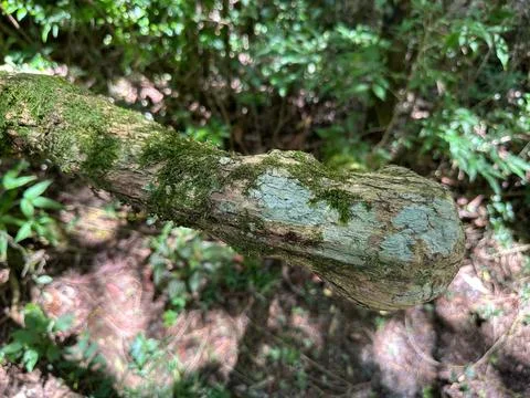 Close-up of moss covered tree branch Stock Photos