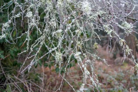 Close up of moss covered tree branches 스톡 사진