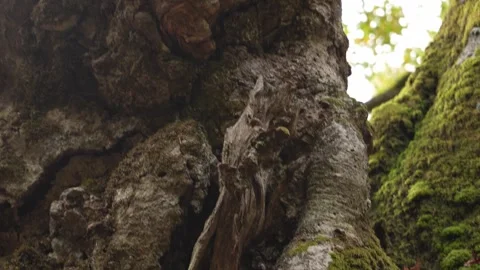 Close-up of Moss-covered Tree Burls. Stock Footage 254525534