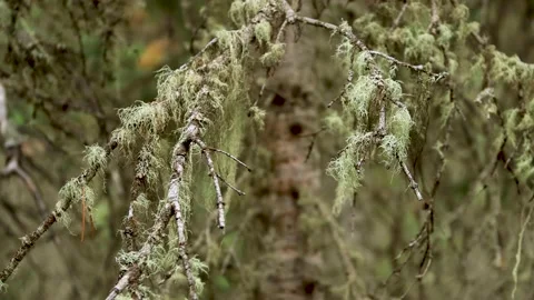 Close-up of a moss covered tree in Fraser, Colorado 動画素材 164125301