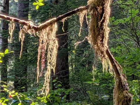 Close-up of a moss-covered tree limb with redwoods and green plants Stock Photos