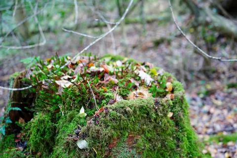 Close up of a moss covered tree stump Stock Photos