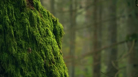 Close-up of moss-covered tree trunk in a lush green forest Vídeo Stock 330743752