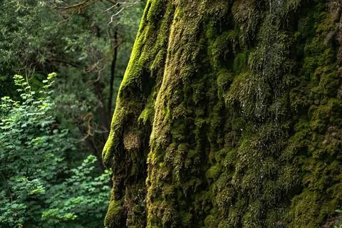 Close-up of moss-covered tree trunk in a forest Stock Photos