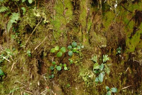 Close-up of a moss-covered tree trunk with small green plants and ferns growing 写真素材