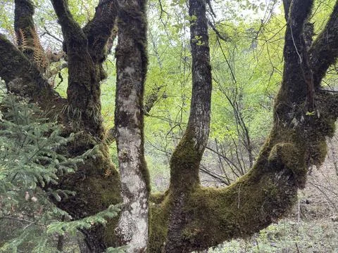 Close-up of Moss-Covered Trees in the Ancient Forest of Jiuzhaigou Valley, Sichu Fotos de archivo