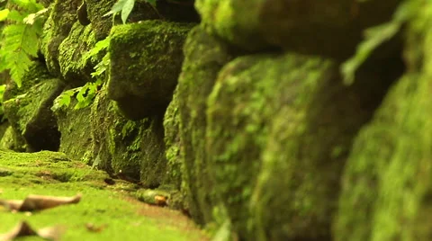 Close up on Moss covering ancient rocks in the forest Stock Footage 41379295