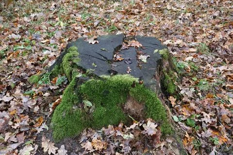 Close up of moss covering old tree stump in forest during fall season Stock Photos