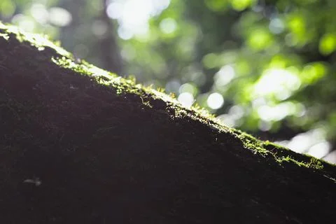 Close up moss covering tree bark concept photo Stock Photos
