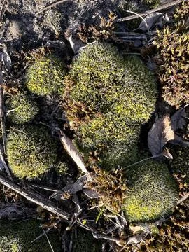 Close-Up of Moss Domes and Forest Debris Stock Photos