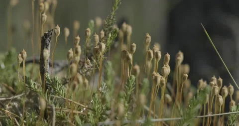 A close up of a moss Stock Footage 151823930
