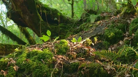 Close-up, moss in the forest fluttering in the wind. the lights of a sun Stock-Footage 143417454
