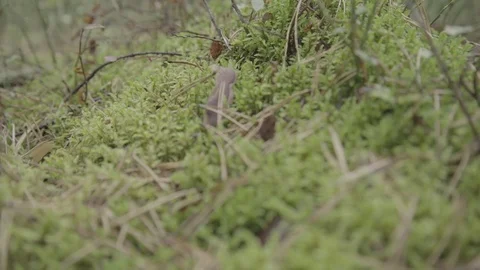 Close up of moss in the forest Video stock 74696629