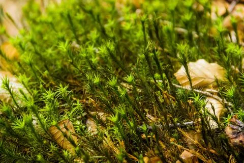 Close-up of moss in the forest Stock Photos