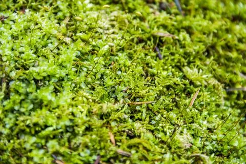 Close-up of moss in the forest Stock Photos