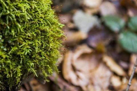 Close-up of moss in the forest Stock Photos