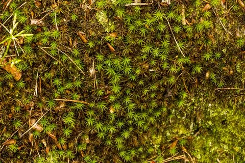 Close-up of moss in the forest Stock Photos