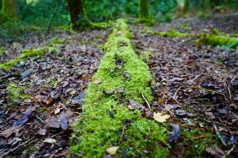 Close up of moss gorwing on fallen logs in woodland 库存照片