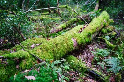 Close up of moss gorwing on fallen logs in woodland Stock Photos