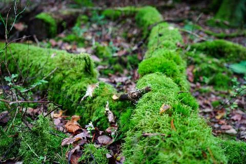 Close up of moss gorwing on fallen logs in woodland Stock Photos