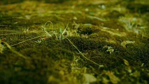 Close-up of moss on the ground Stock-Footage 256906145
