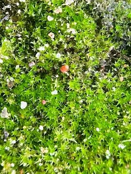 Close-up of moss on the ground Stock Photos
