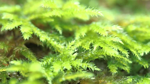 Close Up Moss On Ground With Sharpness Shift Stock Footage 37605008