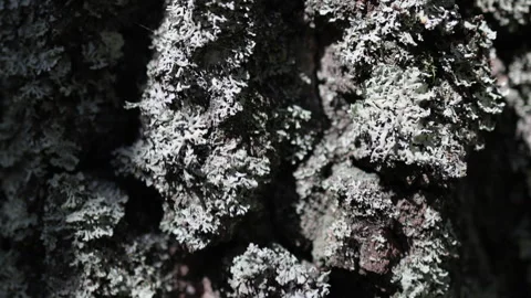 Close up of moss growing on a birch tree. Stock Footage 314852143