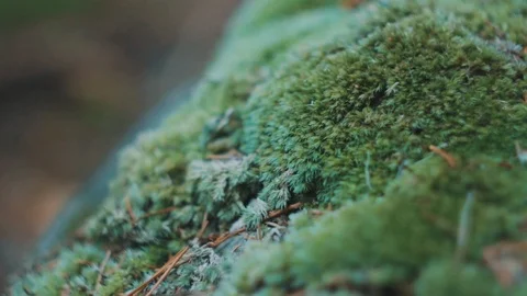 Close-up of moss growing in a forest in the mountains Stock-Footage 120835369