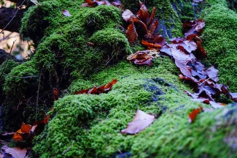 Close up of moss growing on an old fallen log Stock Photos