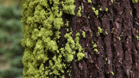 Close up of Moss Growing on Pine Tree - Shallow Depth of Field Stock Footage 182728833