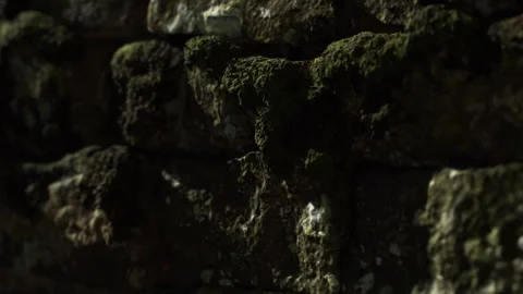 Close up of moss growing on a stone wall in a shaded area during daylight Stock Footage 339461200