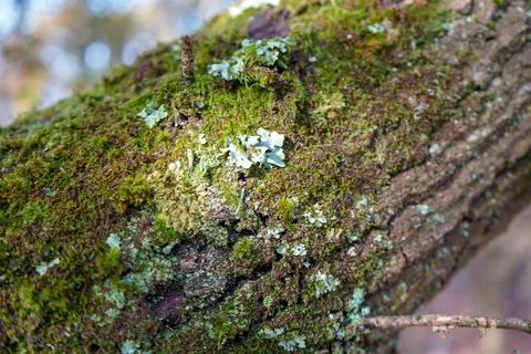 Close up of moss growing on tree bark 库存照片