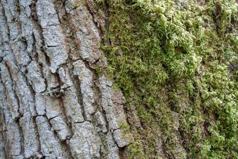 Close up of moss growing on tree bark Stock Photos
