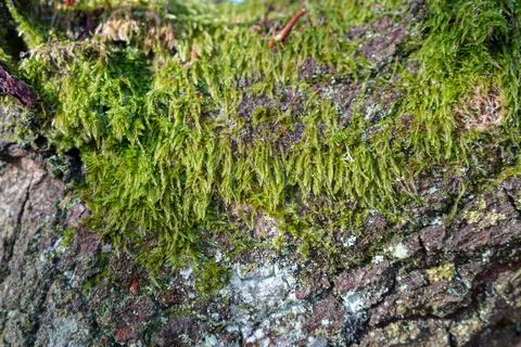 Close up of moss growing on tree bark 写真素材