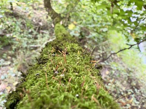Close-up of Moss Growing on Tree Branch Foto stock