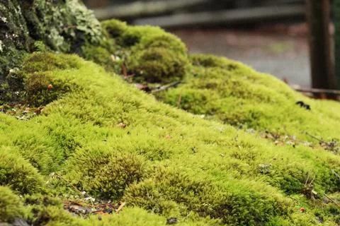 Close up of Moss growing on a tree Stock Photos