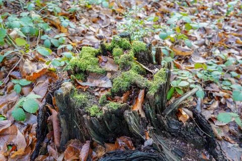 Close up of moss growing on a tree stump 写真素材